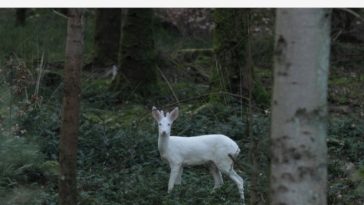 cette-image-la-a-ete-saisie-par-un-passionne-de-photographie_1752590_800x400